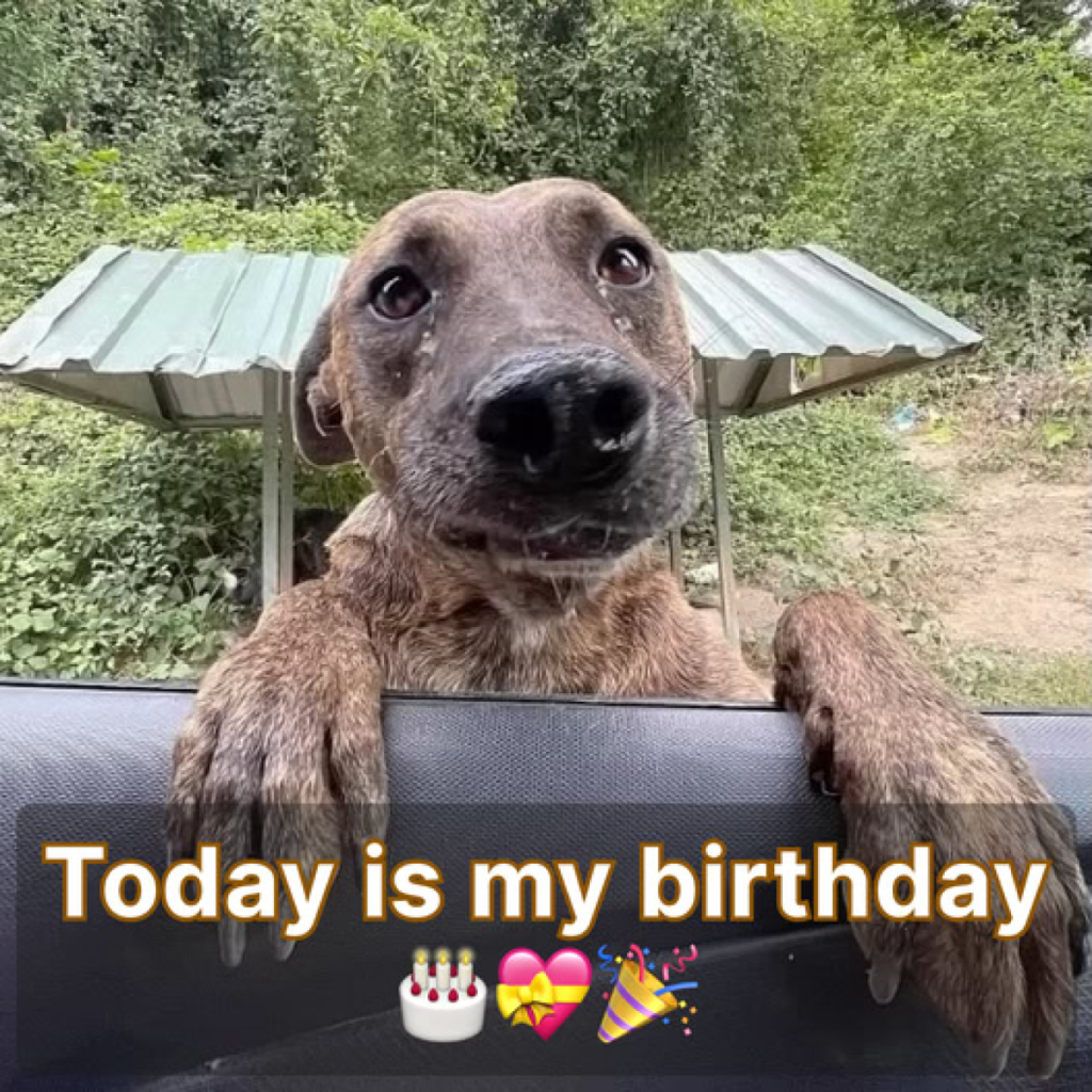 Still Hoping for Some Special Day Wishes.dvh