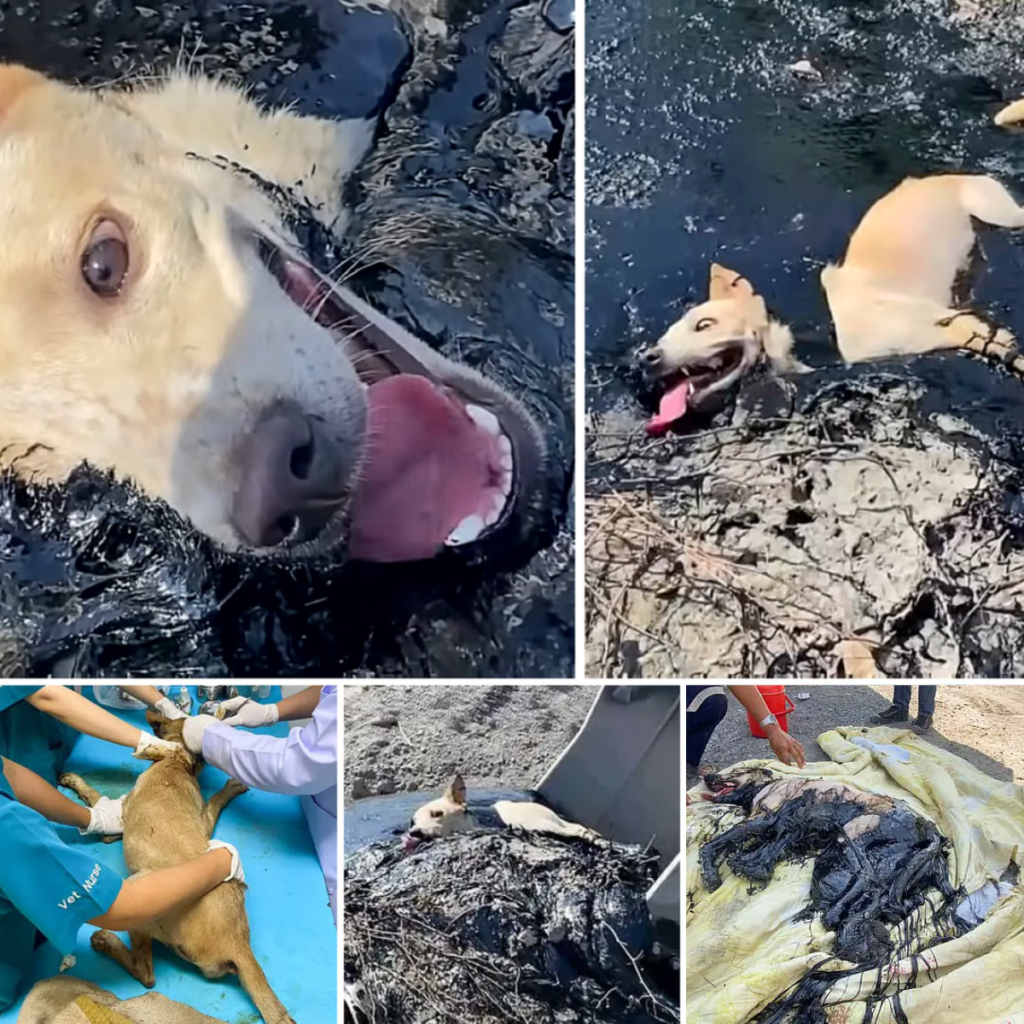 Stranded Dog Stuck in Hardened Molten Rubber, Completely Trapped and Unable to Break Free-pvth