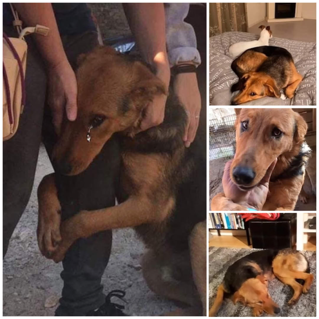 Stray Dog's Silent Cry: 'Please Stay with Me'