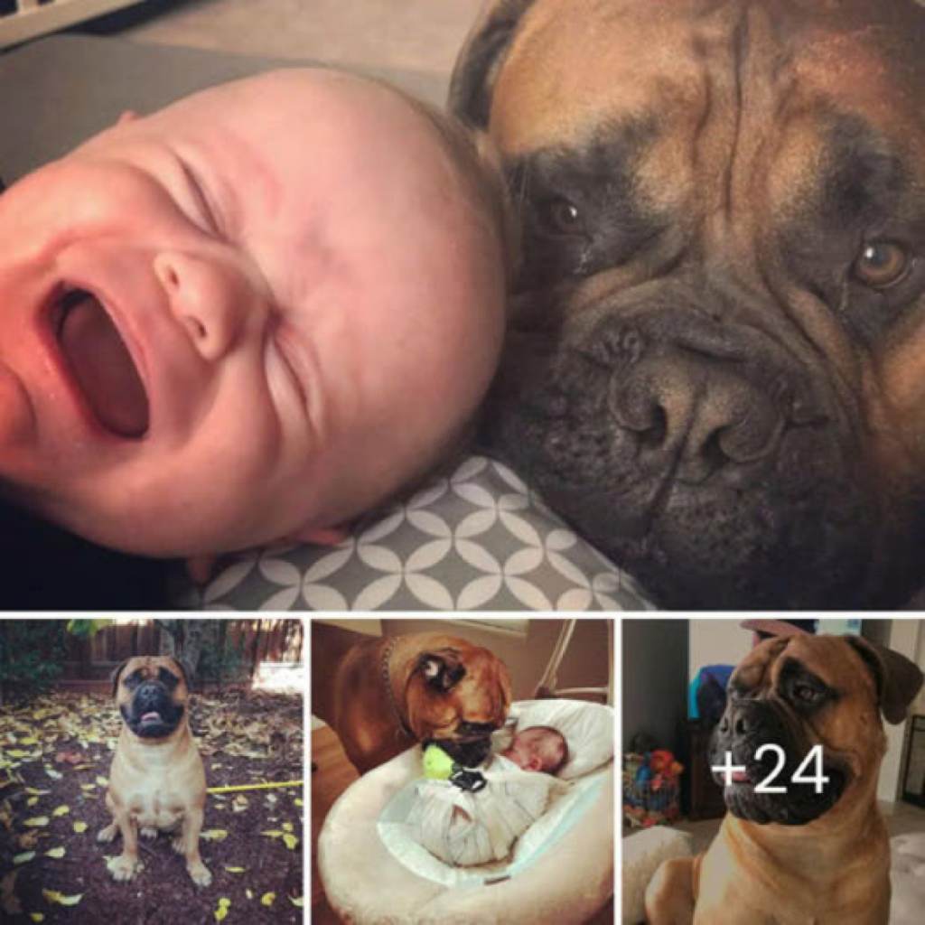 The Gentle Comfort of a Newborn’s Furry Guardian Cuddling with His Precious Toy.dvh
