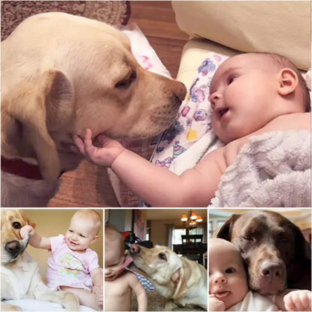 The Heartwarming Interaction Between A Newborn Baby And A Dog During Their First Meeting Has Melted The Hearts Of Millions.dvh