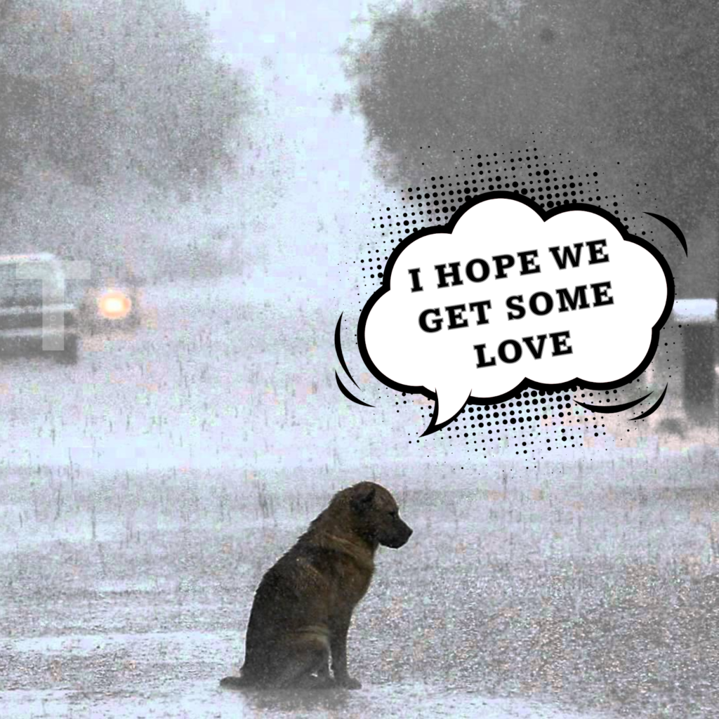 The abandoned dog trembled in the rain until a passing girl performed an unexpected act of kindness, earning the admiration of all who saw.thaolv