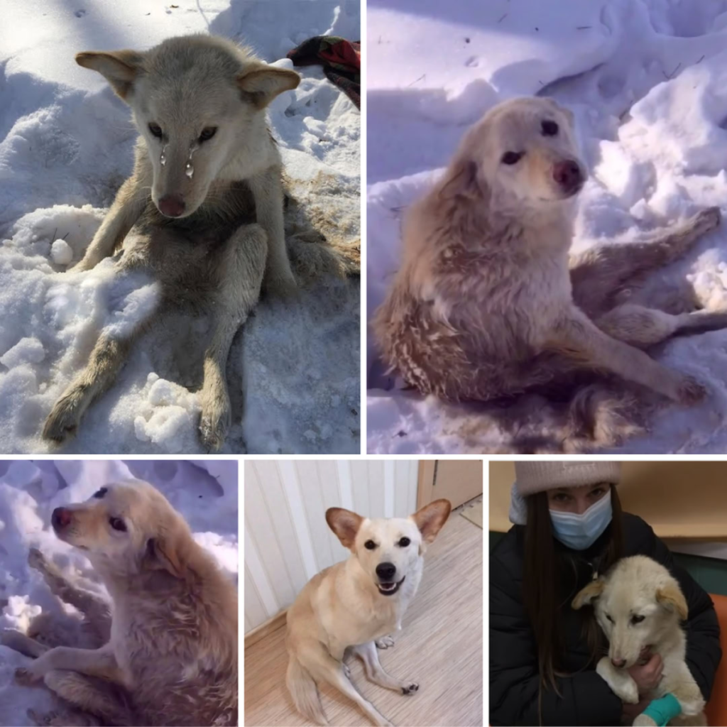 The agonizing cries of a dog trapped in the snow for days and plagued by parasites touched the hearts of millions-pvth