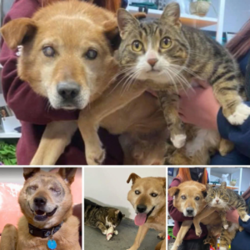 The extraordinary friendship between a blind dog and its loyal feline companion-pvth