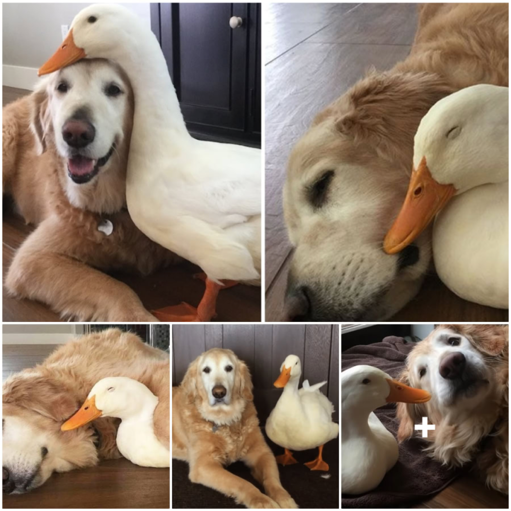 The heartwarming story of a Golden Retriever and a duck who form an unbreakable bond, showcasing the true meaning of friendship and melting hearts everywhere-pvth