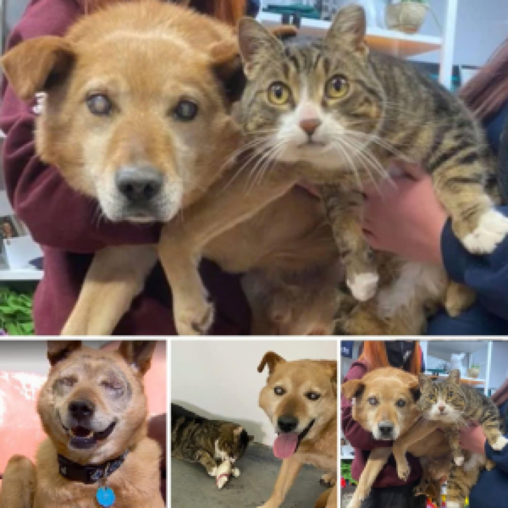The remarkable friendship between a blind dog and its devoted feline companion-pvth