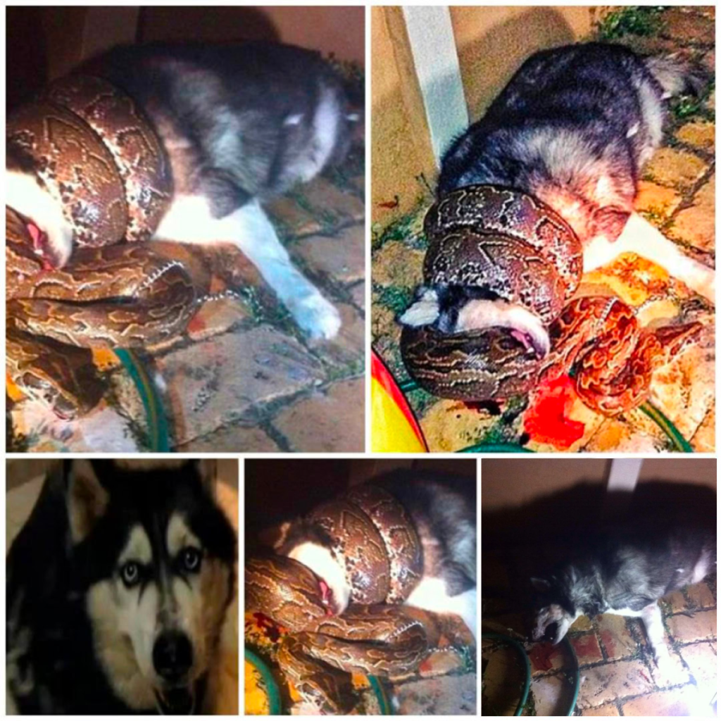 The unsuspecting dog dozed off peacefully, oblivious to the python’s coils slowly constricting around him, leaving him struggling for breath and heightening the suspense of this gripping tale-pvth