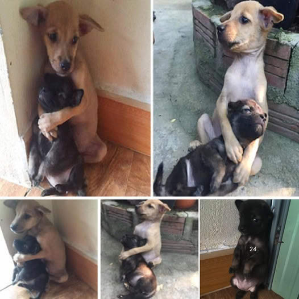 These two rescued stray puppies have been inseparable, clinging to each other in a heartwarming embrace since their rescue-pvth