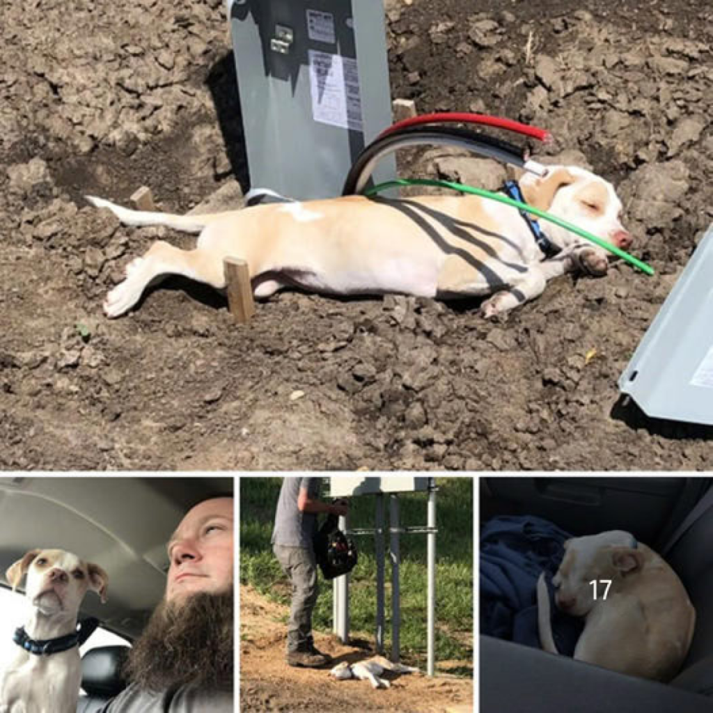 Un cachorro abandonado atrapado en un cable eléctrico es rescatado en una concurrida autopista de Kansas, conmoviendo a las personas en línea y despertando una gran compasión y apoyo.dvh