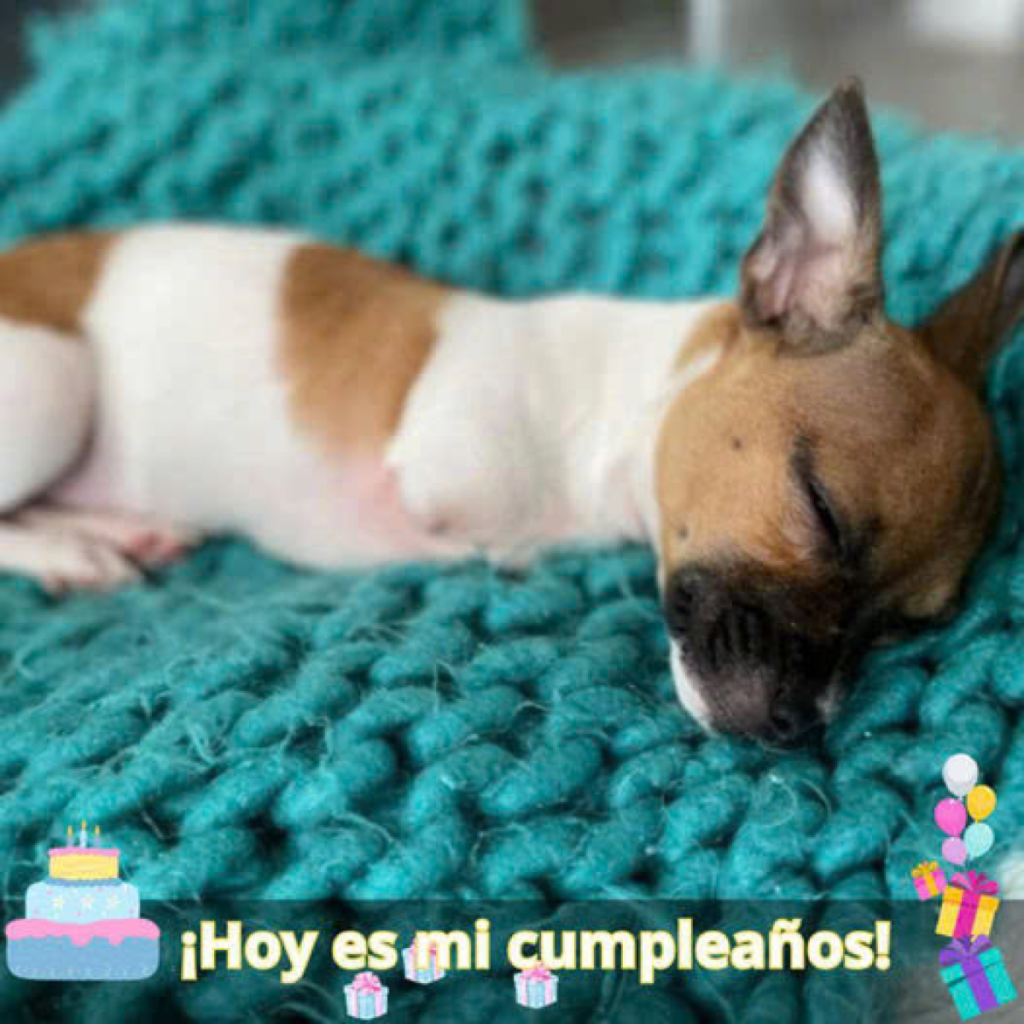 Un chihuahua adorable sin patitas delanteras roba corazones en el refugio.dvh