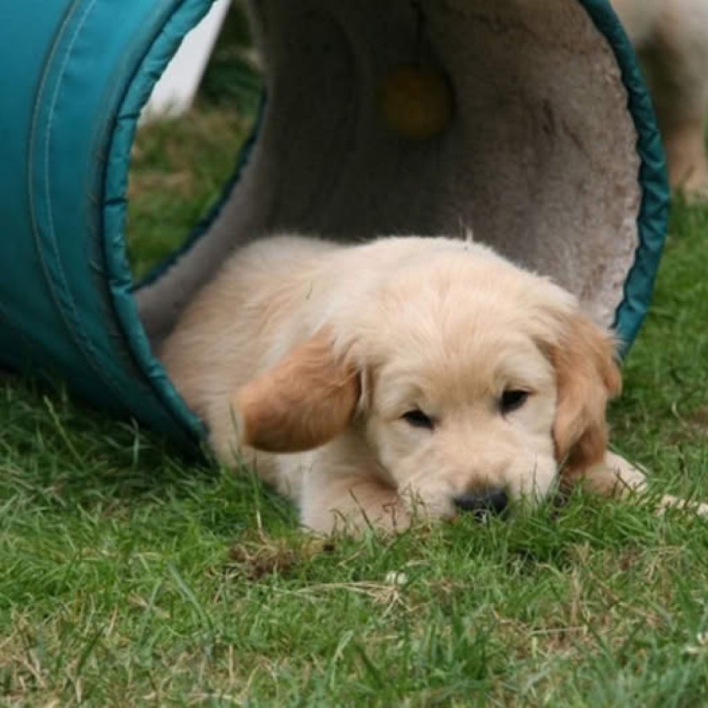 Un hito alegre de un golden retriever