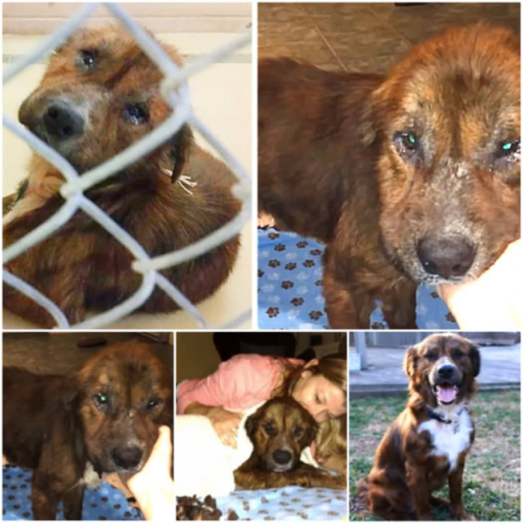 Un perro descuidado y abandonado, al borde de la eutanasia, suplica por una segunda oportunidad y encuentra esperanza en la compasión de una mujer de buen corazón.dvh