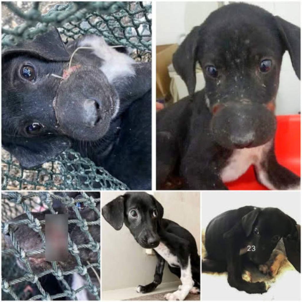 We discovered a frightened dog entangled in a fishing line, rescued her, and provided the love and care she needed to heal completely-pvth