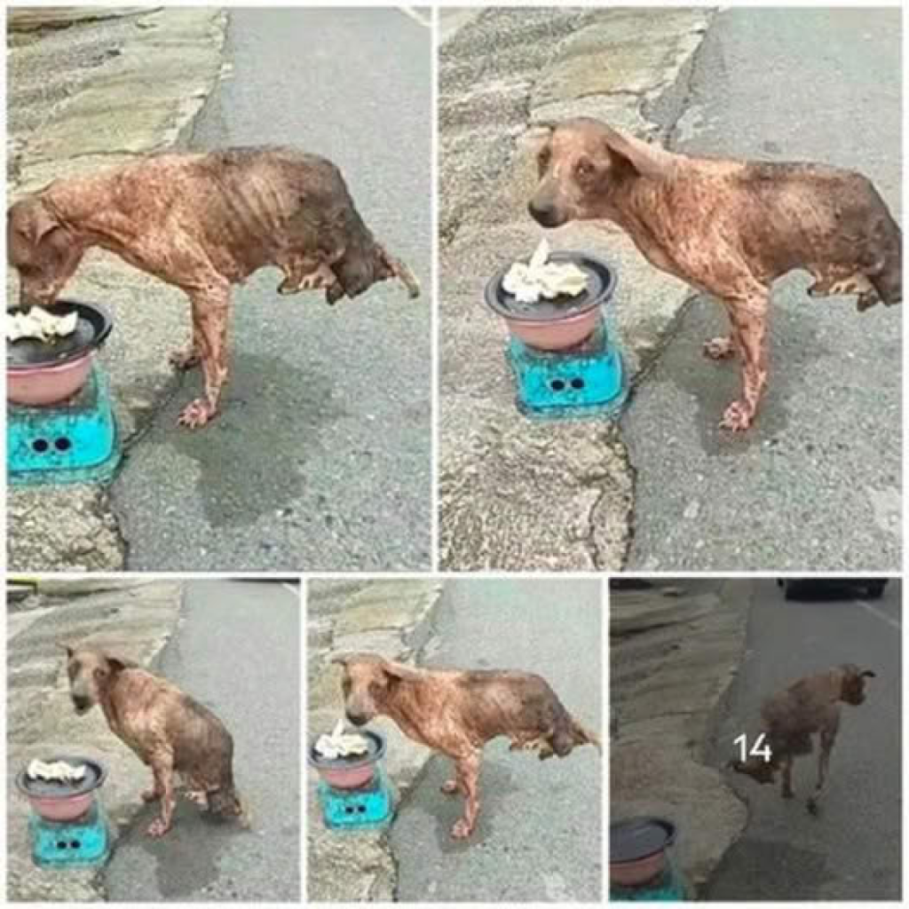 With unyielding resolve, a two-legged dog overcame every obstacle, showing the world that the only true limits are those we place on ourselves-pvth