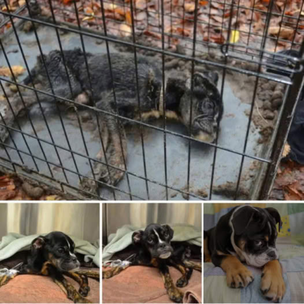 el increíble viaje de un perro que triunfó sobre la muerte.dvh