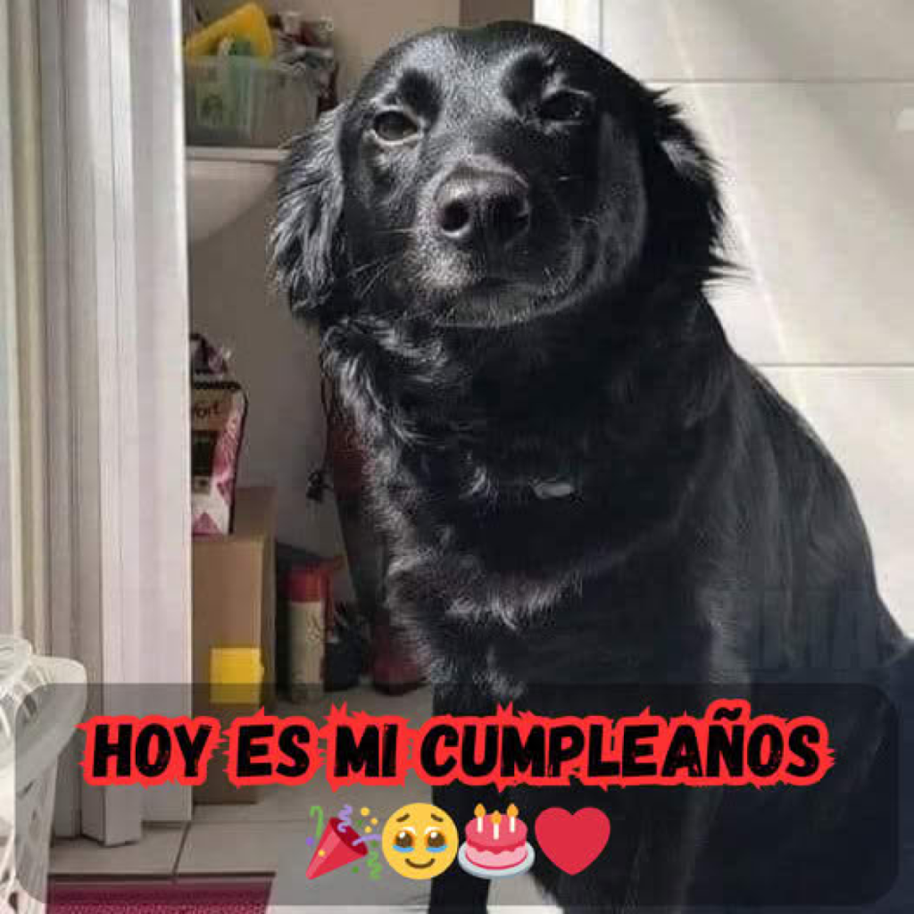 la desgarradora lucha de un perro con la cabeza atrapada en un muro de piedra.dvh