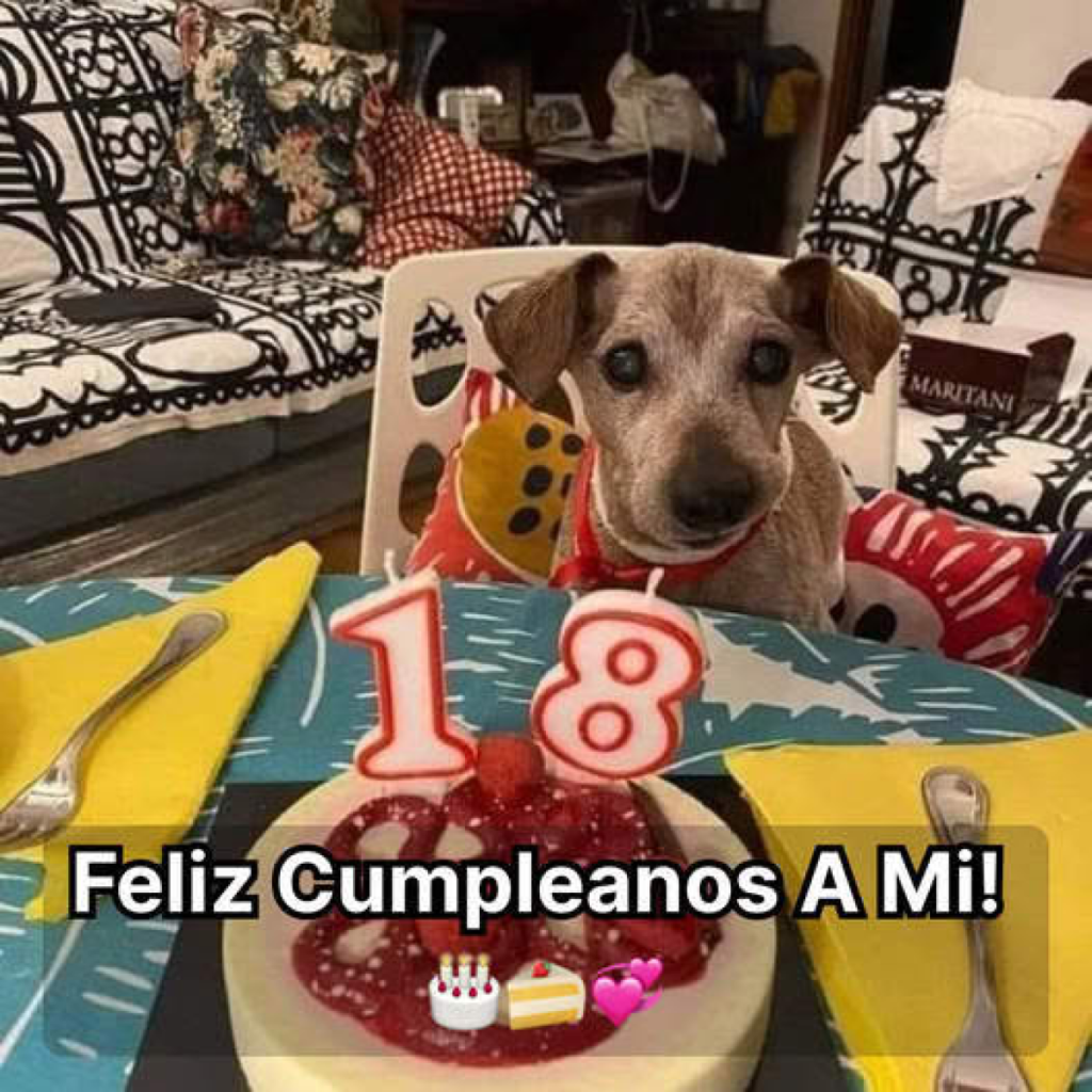 la primera gota de alimento de un perro hambriento trae esperanza y resiliencia a la luz.dvh