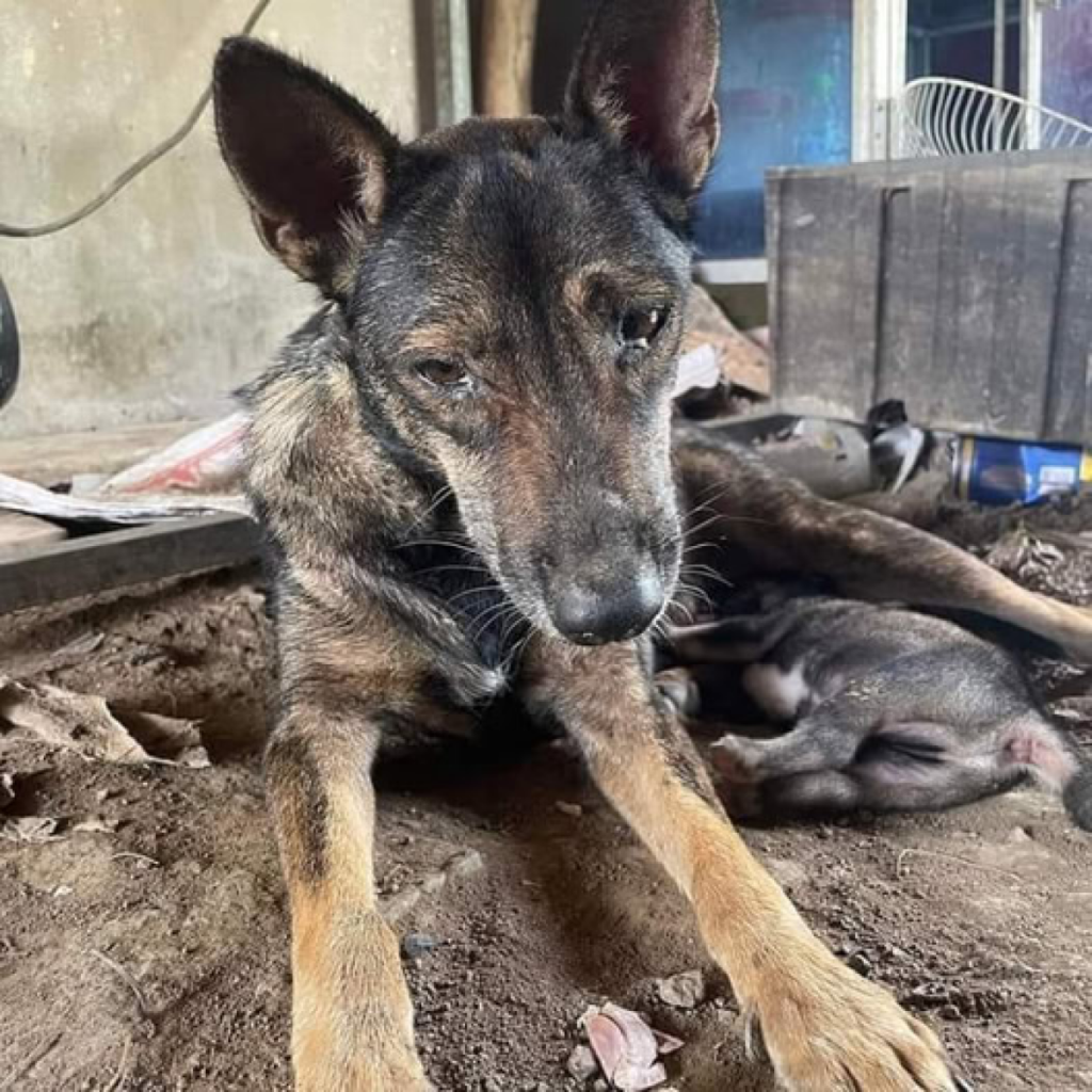 un cachorro enfermo fue abandonado y dejado sufrir bajo el sol abrasador por su dueño.dvh