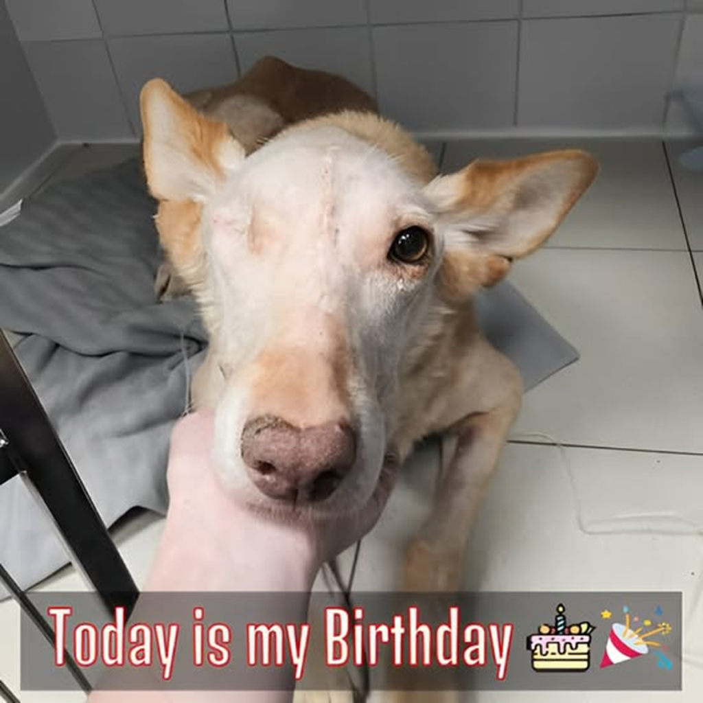 Celebrating Love: The Inspiring Tale of One-Eyed Buddy Finding Joy in a Sanatorium.dvh