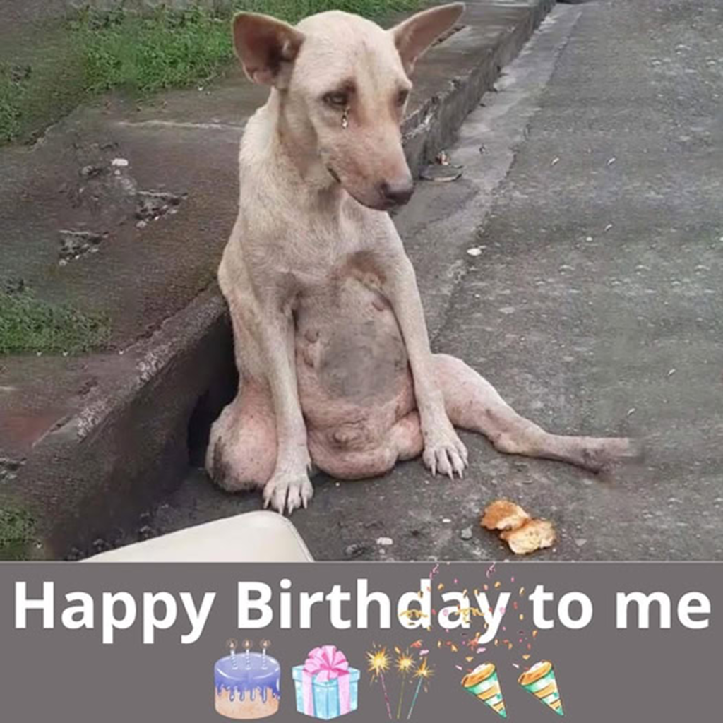 Today is my birthday. I’m grateful for the small kindness of a passerby who shared a piece of bread with me. I dream of finding a loving home to celebrate many birthdays ahead.dvh