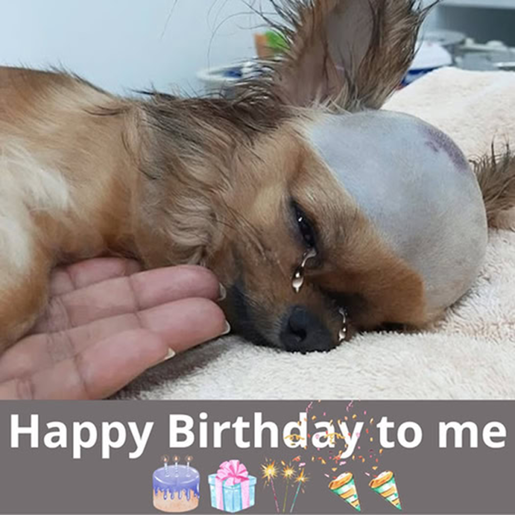 Today is my birthday, but no one sent me birthday wishes, I'm really sad about that. Is there anything you can do to make me feel happy when I'm alone.dvh
