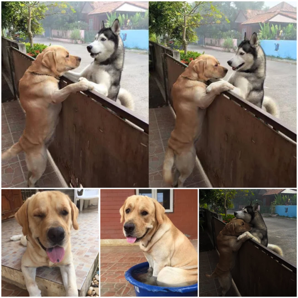 A lonely Husky escapes from his enclosure, driven by an unwavering desire to reunite with his beloved companion-pvth