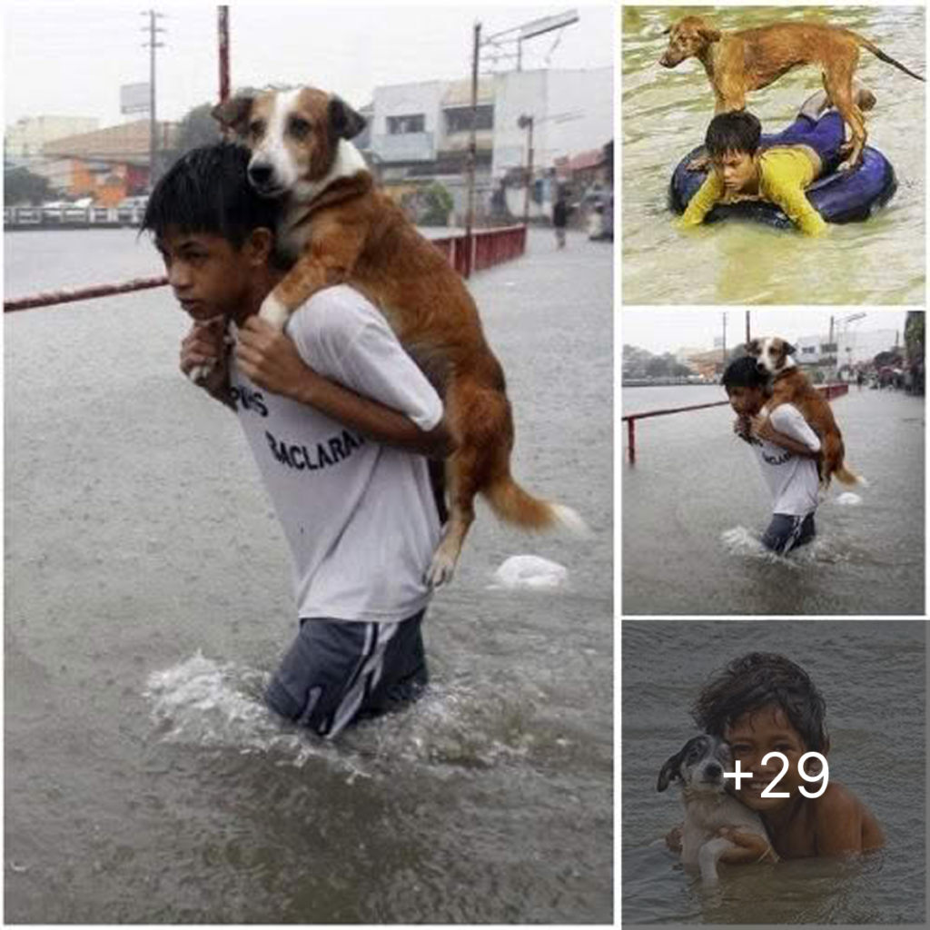 A 7-year-old boy’s incredible act of kindness in rescuing a stray dog proves that even the smallest hands can make the biggest difference.dvh
