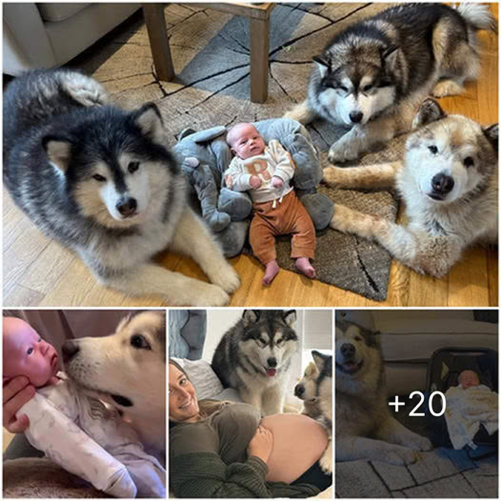 A Blind Dog’s Birthday: Discovering Light Amidst the Darkness.dvh