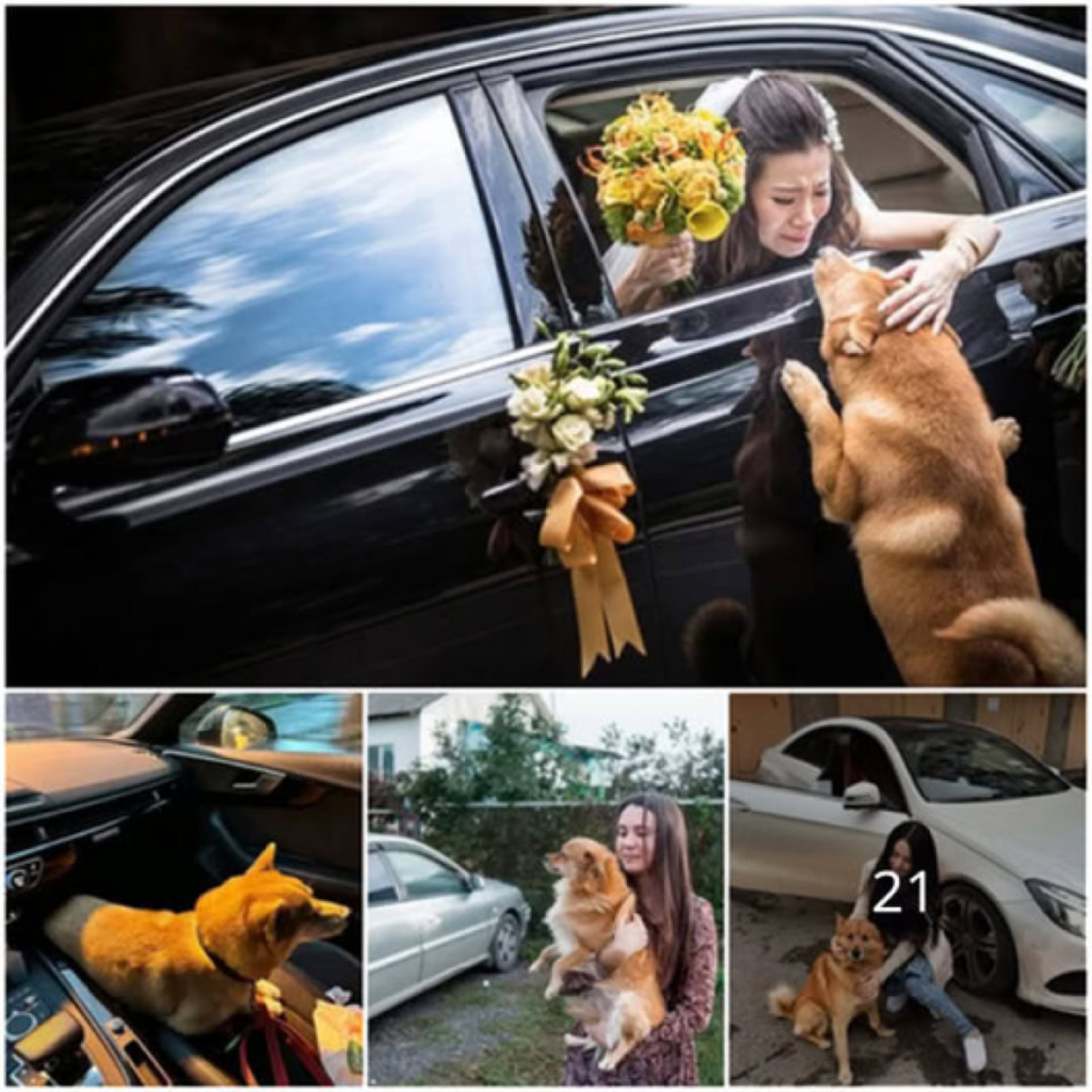 A Devoted Dog Walks 70km to Attend His Owner’s Wedding, Touching Hearts Everywhere-pvth