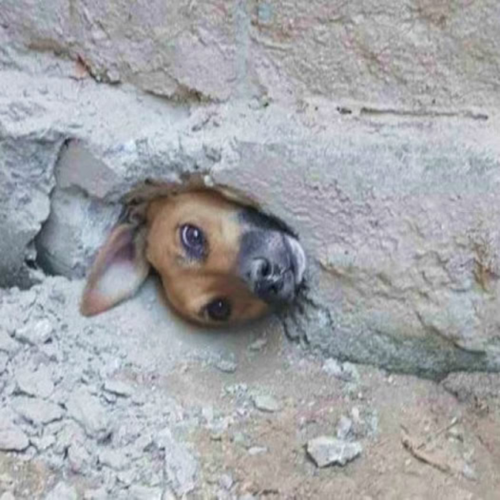 A Dog’s Heartbreaking Battle with Its Head Stuck in a Stone Wall, a Scene of Pain and Desperation -ltbl