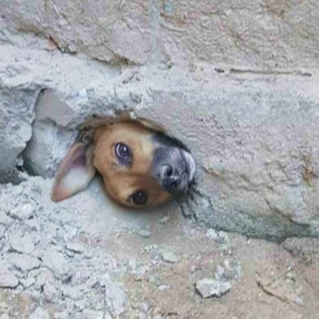 A Dog’s Heartbreaking Struggle with Its Head Stuck in a Stone Wall, a Scene of Pain and Desperation.dvh