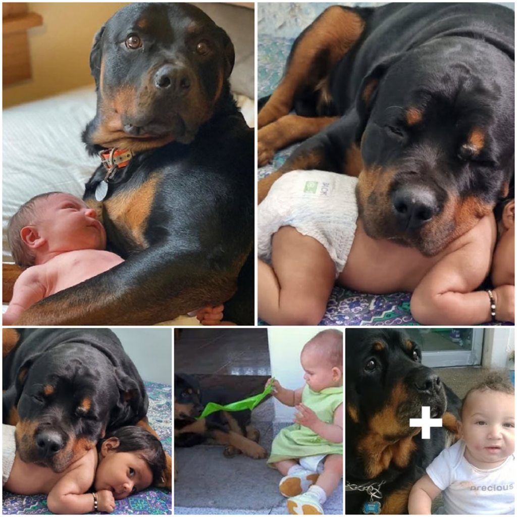 A Frozen Dog’s Rescue and a Special Bond with a Newborn Baby-pvth