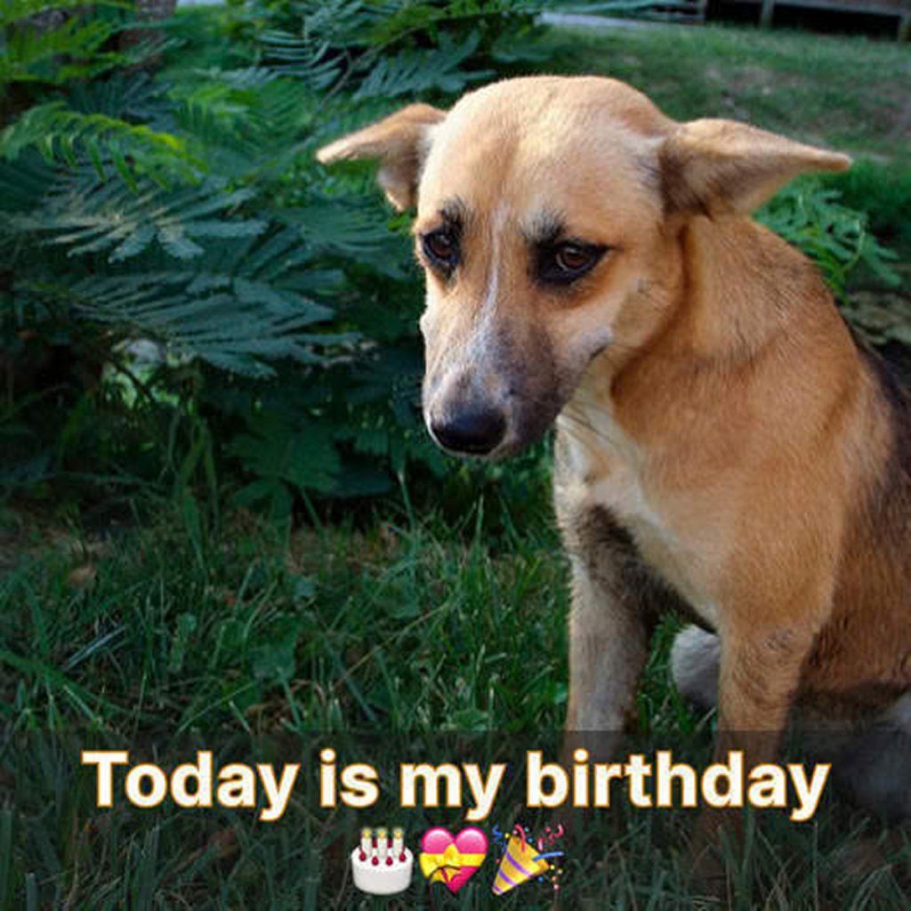 A day meant for joy feels heavy for our furry friend. Can we all share a kind message to lift his spirits? 🎉🐶 ‎ ‎ ‎ ‎ -pvth