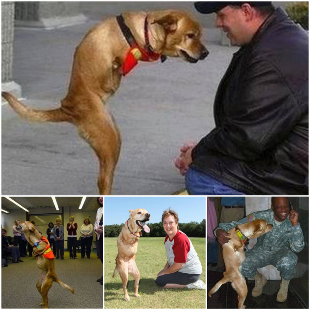A defenseless two-legged dog was cruelly abandoned by her owner, who refused to accept her disability-pvth