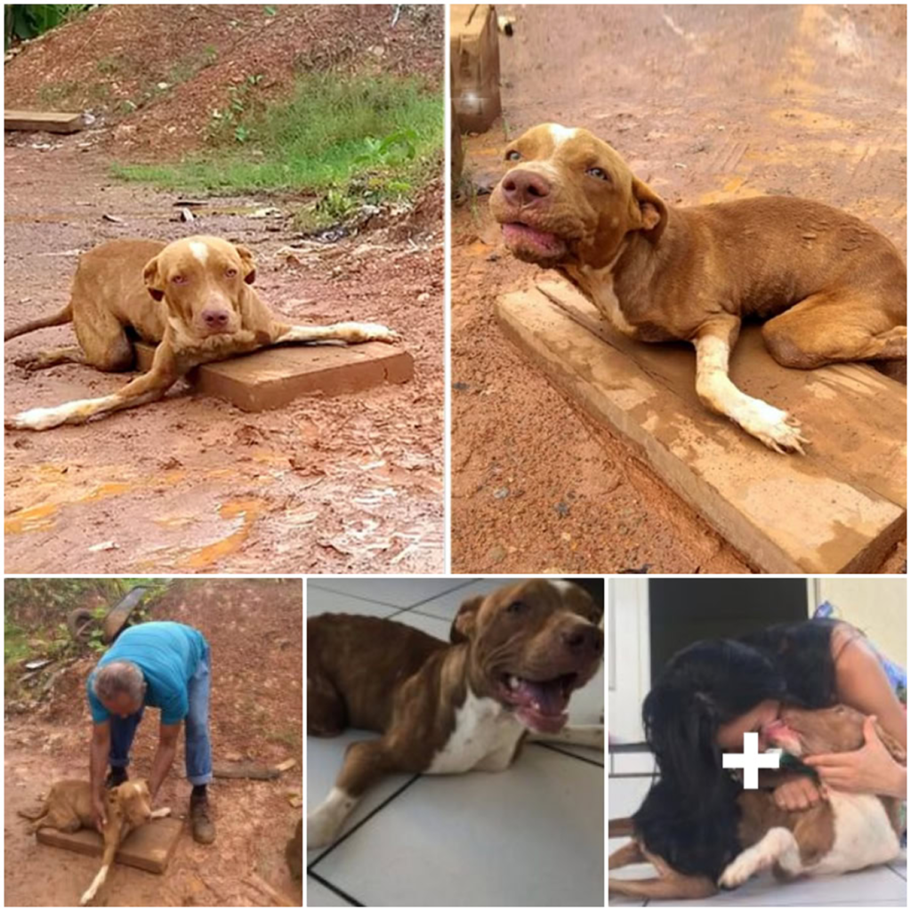 A disabled dog with crooked legs, considered unwanted, is abandoned on the roadside near a tire repair shop-pvth