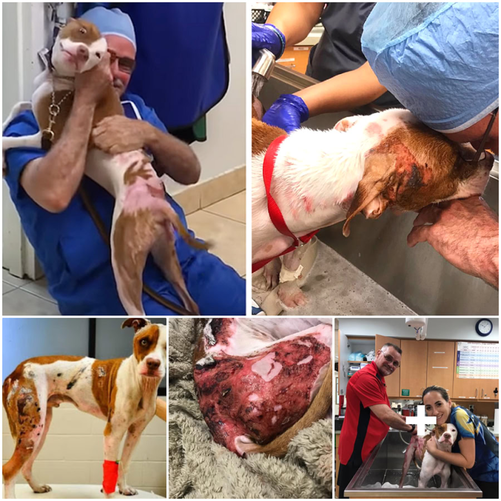 A dog, once saved from life-threatening burns, is filled with joy when reunited with his veterinarian-pvth