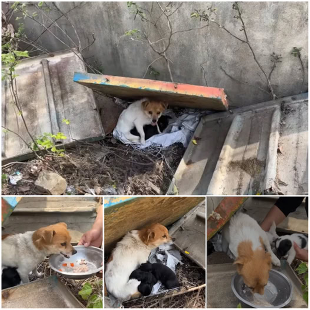 A helpless puppy trapped among electrical cables on a busy highway in Kansas is rescued, touching hearts and sparking a wave of compassion and support online.dvh