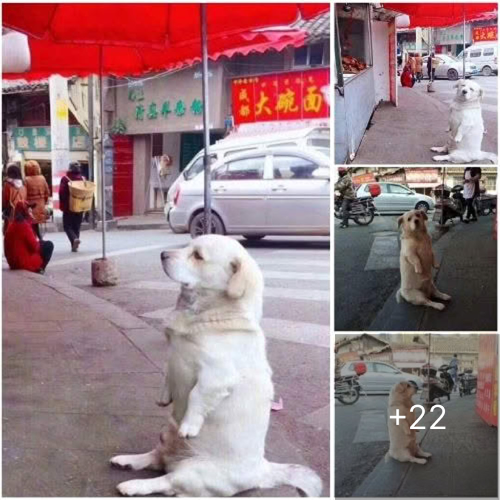 A homeless dog named Bella waited patiently outside a restaurant for hours, hoping a kind-hearted person would offer her a meal-pvth