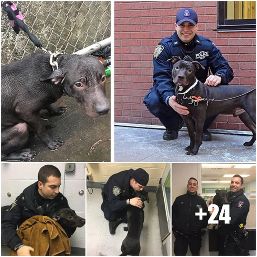 A kind-hearted officer provides a forever home to the abandoned dog he rescued from the pouring rain.dvh