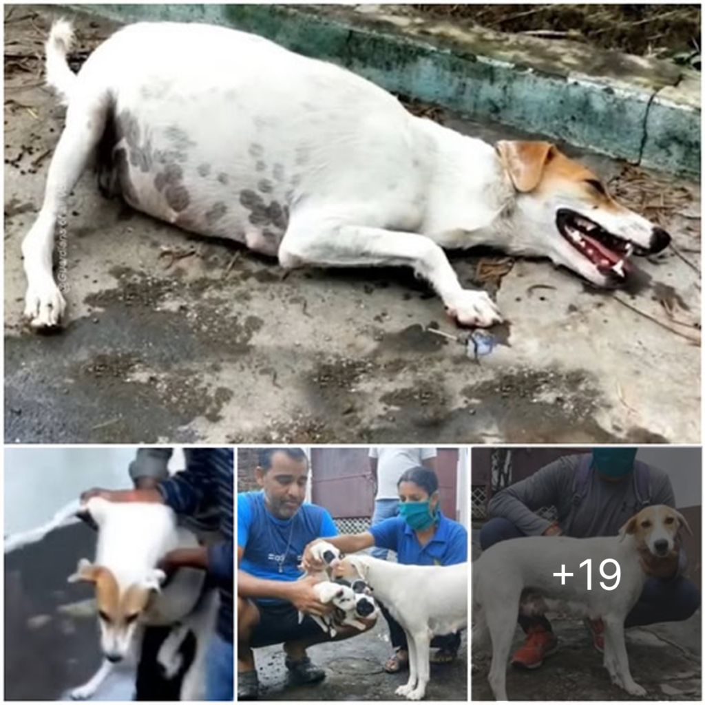 A pregnant dog, exhausted and weak, lay helpless by the roadside, her eyes filled with desperation yet still shining with hope that someone would come to rescue her.dvh