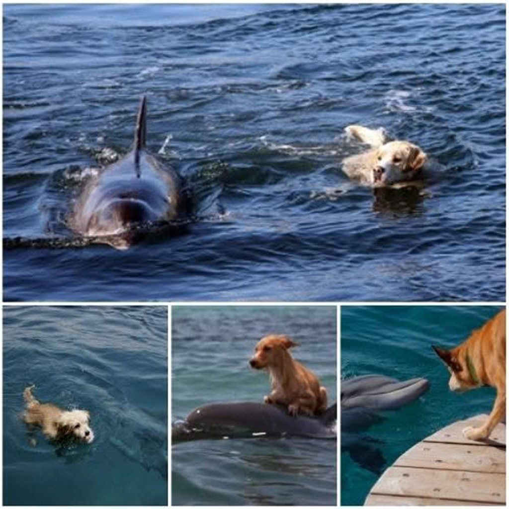 A rescued dog and a dolphin share a magical first kiss.dvh