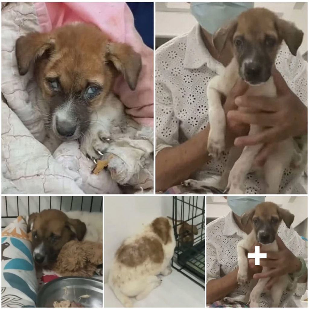 A sick puppy, abandoned in a landfill, is rescued just in time and given a second chance at a happy life-pvth