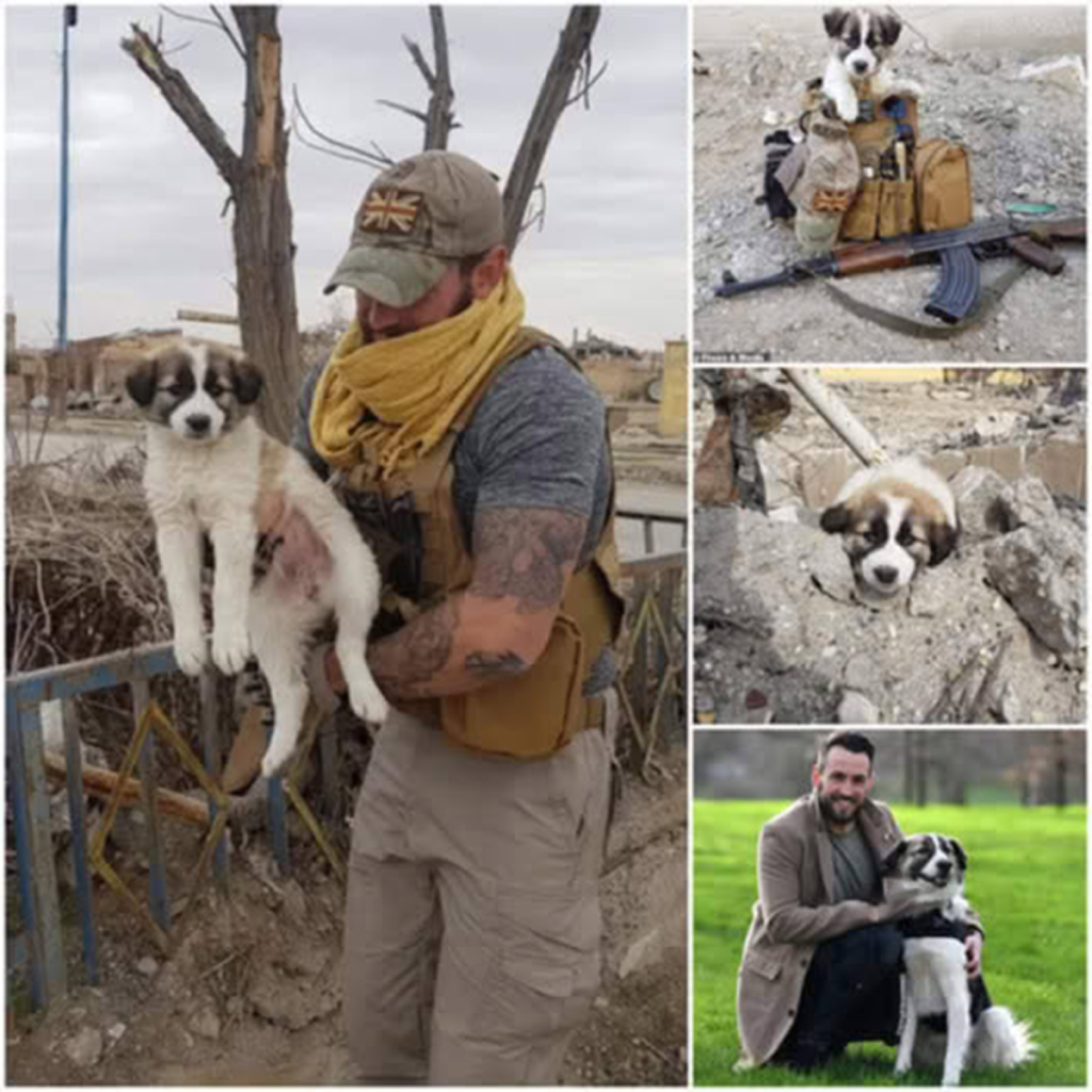 A soldier rescues a stray dog from a war zone, giving it a chance at a life filled with love and security.dvh