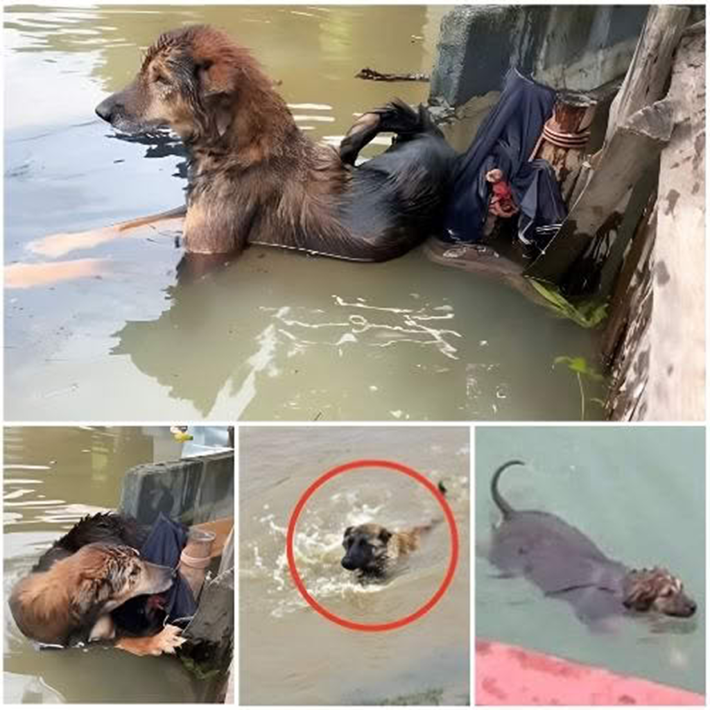 A stray dog's miraculous rescue from deadly floodwaters.dvh