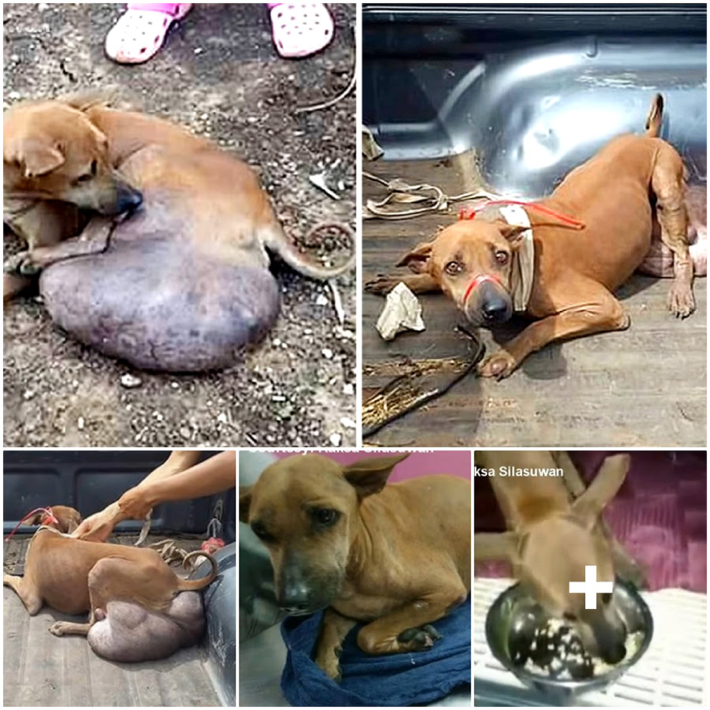 A suffering dog, found with a large tumor, urgently needs veterinary care, possibly facing the tough choice of limb amputation to save its life-pvth