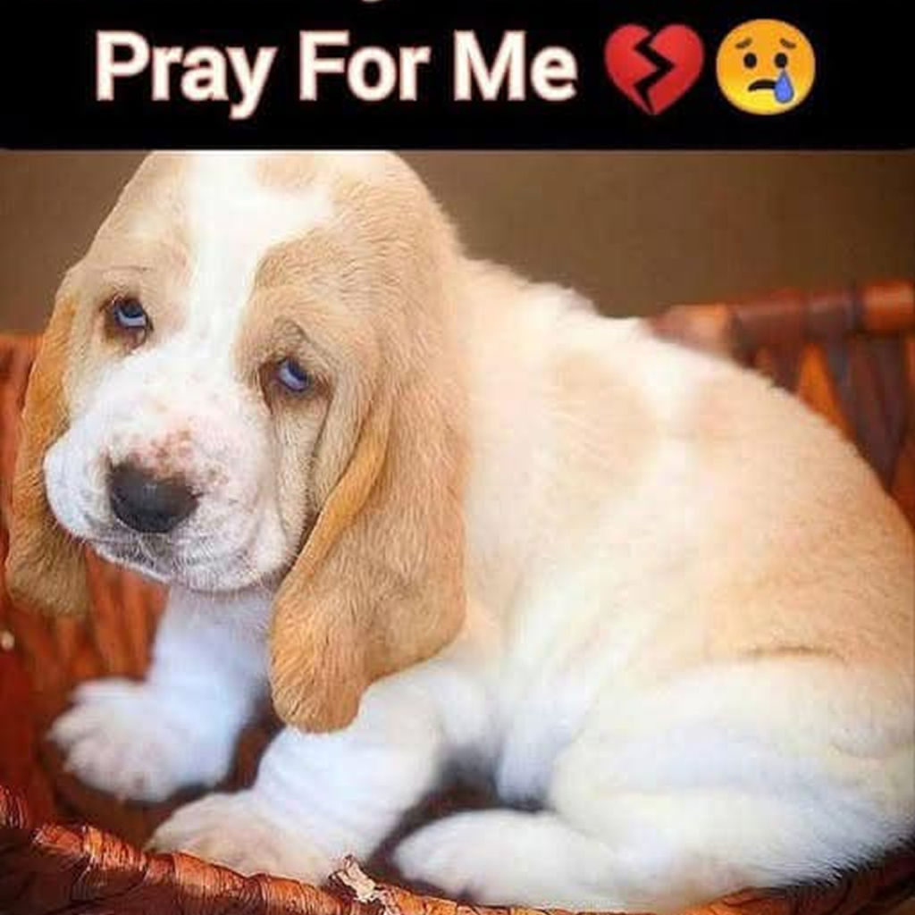 A tiny puppy, found in a pile of trash, shivers with hunger and exhaustion, completely drained of energy.dvh