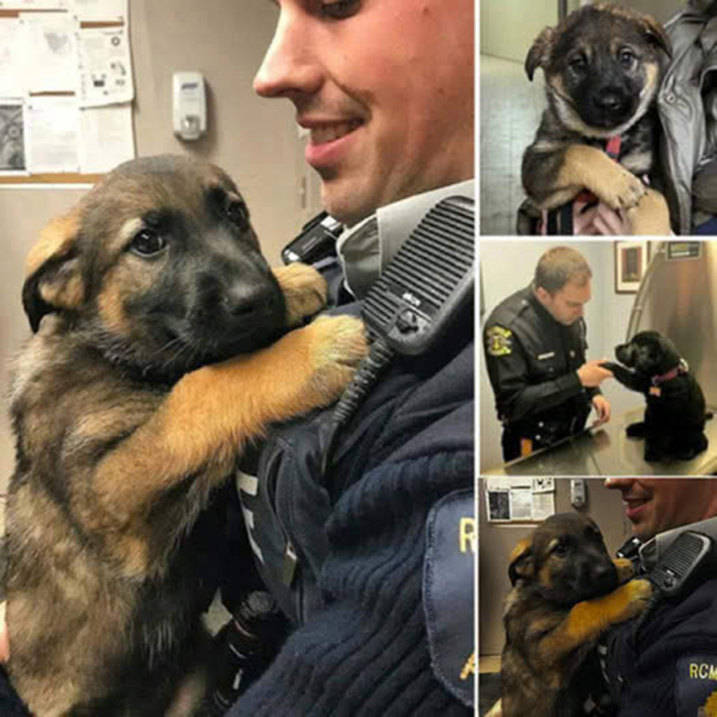 A wandering stray dog drifts through the city streets until its eyes meet those of a compassionate police officer, silently pleading for love, kindness, and the promise of a forever home.dvh