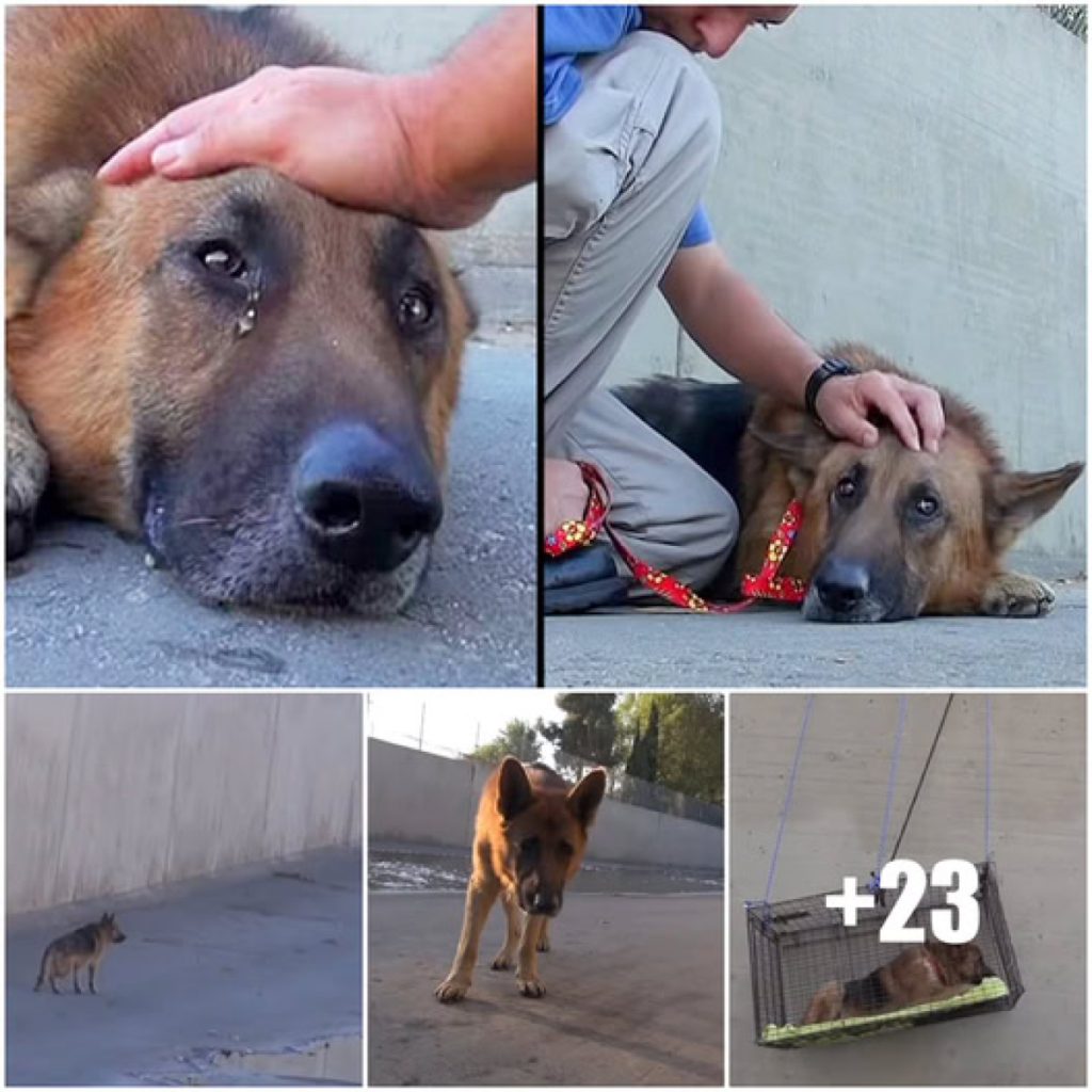 Abandoned and trapped in the freezing river, the elderly dog broke into tears as the rescuer tenderly extended a hand to comfort him -ltbl794