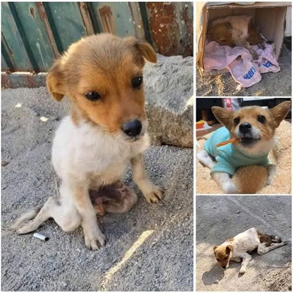 Abandoned by the roadside for days, whimpering for help in despair, yet unnoticed by everyone who walked past-pvth
