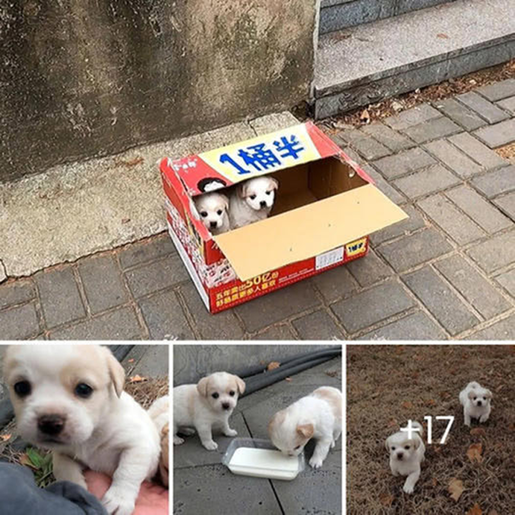 Abandoned puppies found on the road stir emotions and inspire acts of kindness-dvh